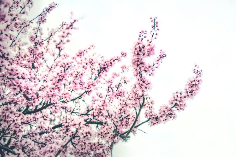 Sakura Festiwal Japoński w Poznaniu